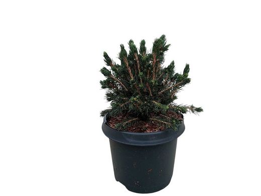 Picea abies Tompa