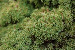 Picea abies Tompa