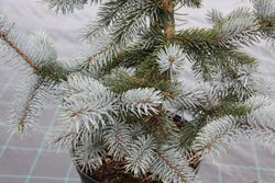 Picea azul, Picea pungens "Koster"