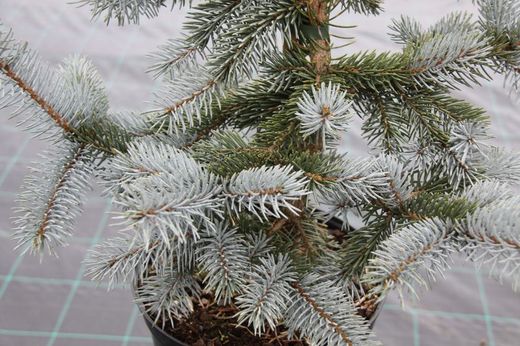 Picea azul, Picea pungens "Koster"