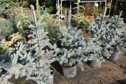 Picea azul, Picea pungens "Koster"
