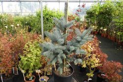 Abeto azul, Picea pungens "Oldenburg"