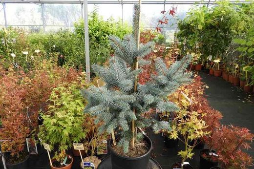 Abeto azul, Picea pungens "Oldenburg"