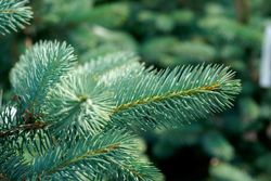 Abeto azul, Picea pungens "Oldenburg"