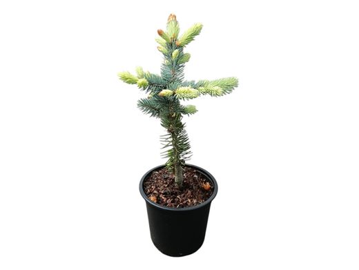 Épinette bleue, Picea pungens "Oldenburg"