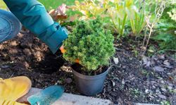 Picea glauca "Alberta globe"