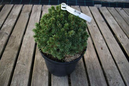 Picea glauca "Alberta globe"