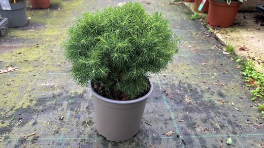 Picea glauca "Alberta globe"