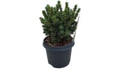 Picea glauca "Alberta globe"