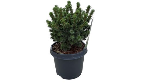 Picea glauca "Alberta globe"