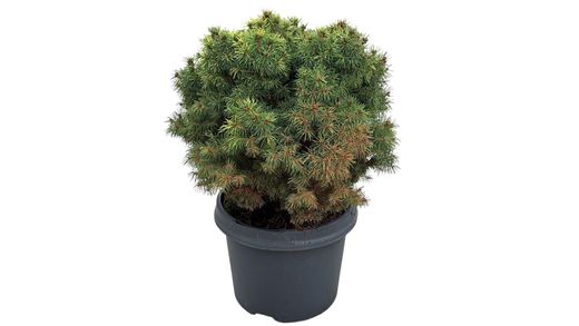 Picea glauca "Alberta globe"
