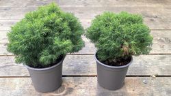 Picea glauca "Alberta globe"