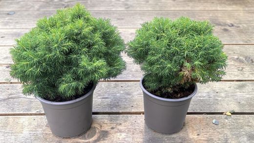 Picea glauca "Alberta globe"