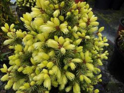 Picea glauca "Daisy's white"