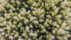 Picea glauca "Daisy's white"