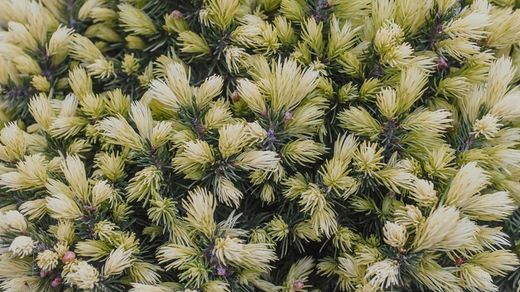 Picea glauca "Daisy's white"