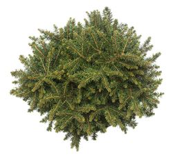 Picea omorika "Karel"