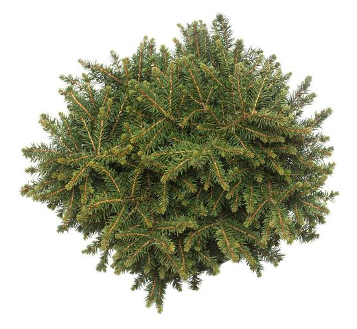 Picea omorika "Karel"