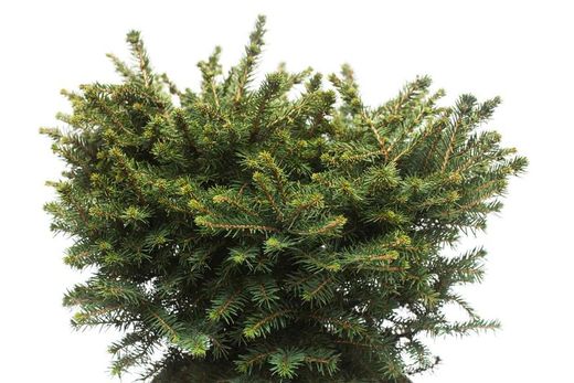 Picea omorika "Karel"