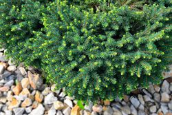 Picea omorika "Karel"