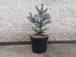 Picea pungens "Blue diamond"