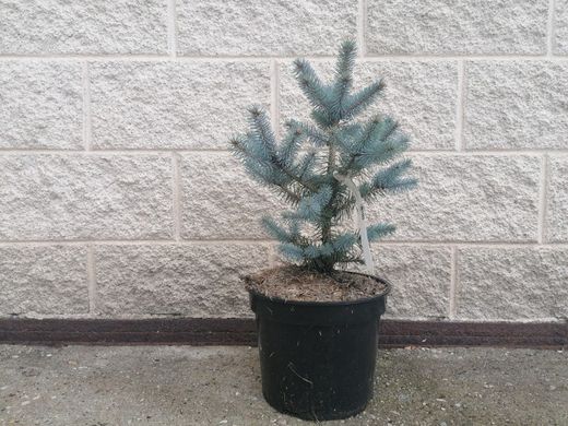 Picea pungens "Blue diamond"