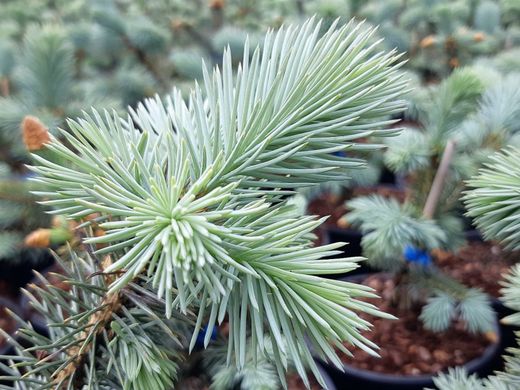 Picea pungens "Blue diamond"