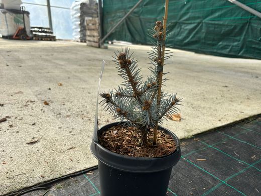 Picea pungens "Blue diamond"