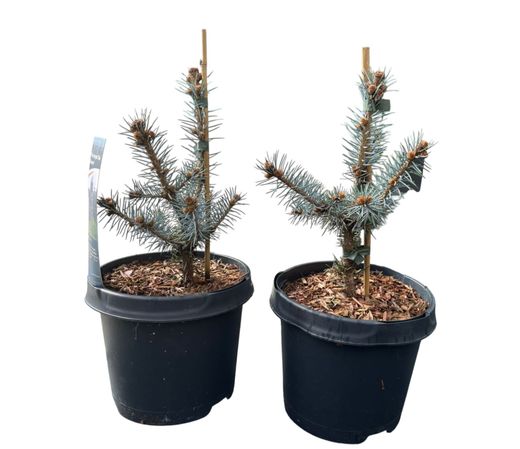 Picea pungens "Blue diamond"