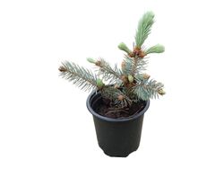 Picea pungens "Blue diamond"