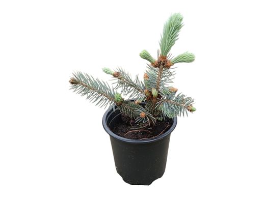 Picea pungens "Blue diamond"