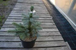 Picea pungens "Super Blue"