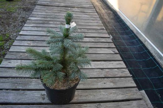 Picea pungens "Super Blue"