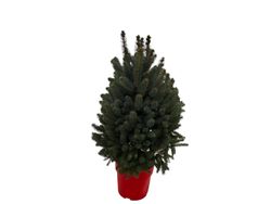 Picea pungens "Super Blue"