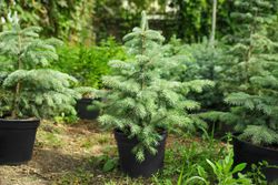 Picea pungens glauca, épinette bleue
