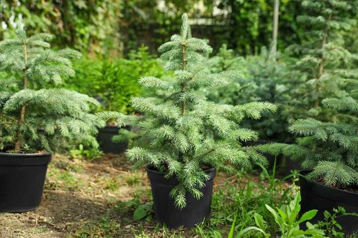 Picea pungens glauca, épinette bleue