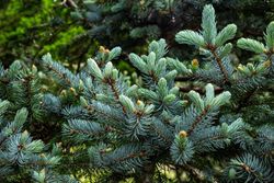 Picea pungens glauca, épinette bleue