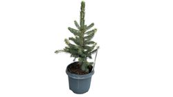 Picea pungens glauca, épinette bleue