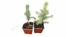 Picea pungens glauca, épinette bleue