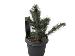 Picea pungens Karpaten