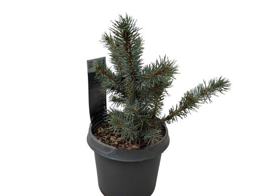 Picea pungens Karpaten