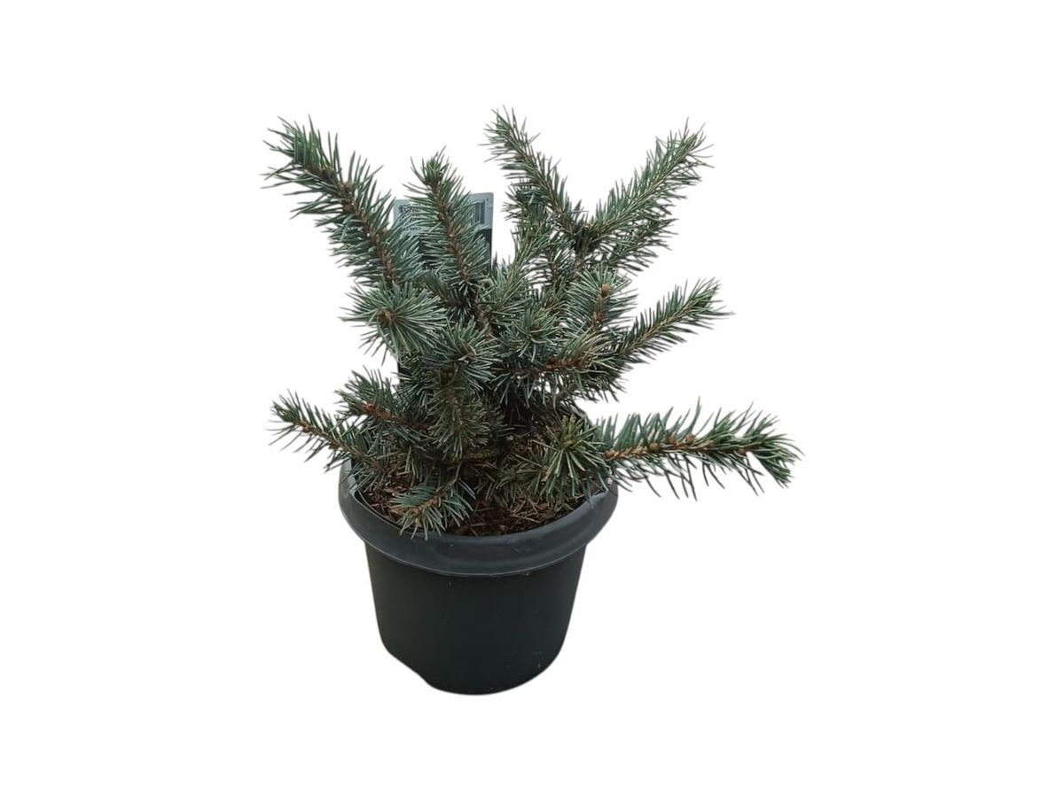 Picea pungens Karpaten Maceta de 3 litros. Altura de la planta 20/25 cm