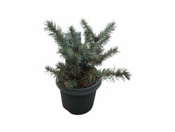Picea pungens Karpaten