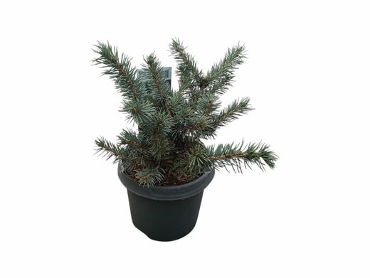 Picea pungens Karpaten