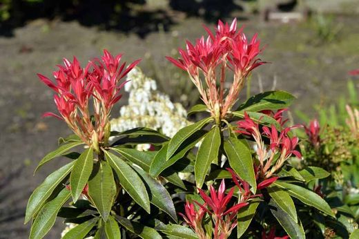 Pieris japonica Forest Flame en pot de 5L
