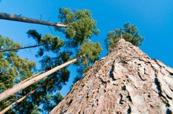 Pinheiro silvestre, pinheiro silvestre, pinheiro silvestre, Pinus sylvestris