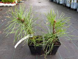 Pino albar, pino rojo, pino silvestre, Pinus sylvestris