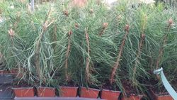 Pinheiro silvestre, pinheiro silvestre, pinheiro silvestre, Pinus sylvestris