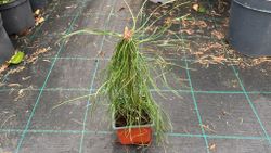 Pinheiro silvestre, pinheiro silvestre, pinheiro silvestre, Pinus sylvestris