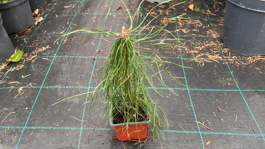 Pinheiro silvestre, pinheiro silvestre, pinheiro silvestre, Pinus sylvestris